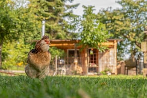 A bird on grass with a building and trees in the background. - Holiday Home 'Glamping Cottage with Hot Tub' with Private Pool, Private Terrace and Wi-Fi (Hipstedt)