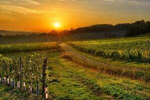 Ein Weinberg mit Rebenreihen und einem Feldweg, der hindurchführt.