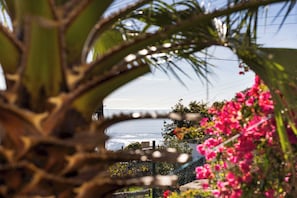 Blick durch ein Palmenblatt auf einen Zaun und rosa Blüten, mit Blick auf ein Gewässer.