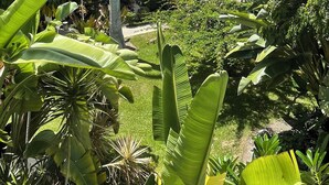 A lush garden with various tropical plants and a palm tree. - SPECIAL OFFER Pay for 5 nights get 7 nights
Caloosa Cove Resort  Islamorada Key (Islamorada)
