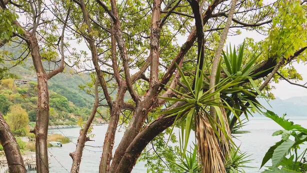 Un camino que lleva a una masa de agua, rodeado de abundante vegetación y árboles.
