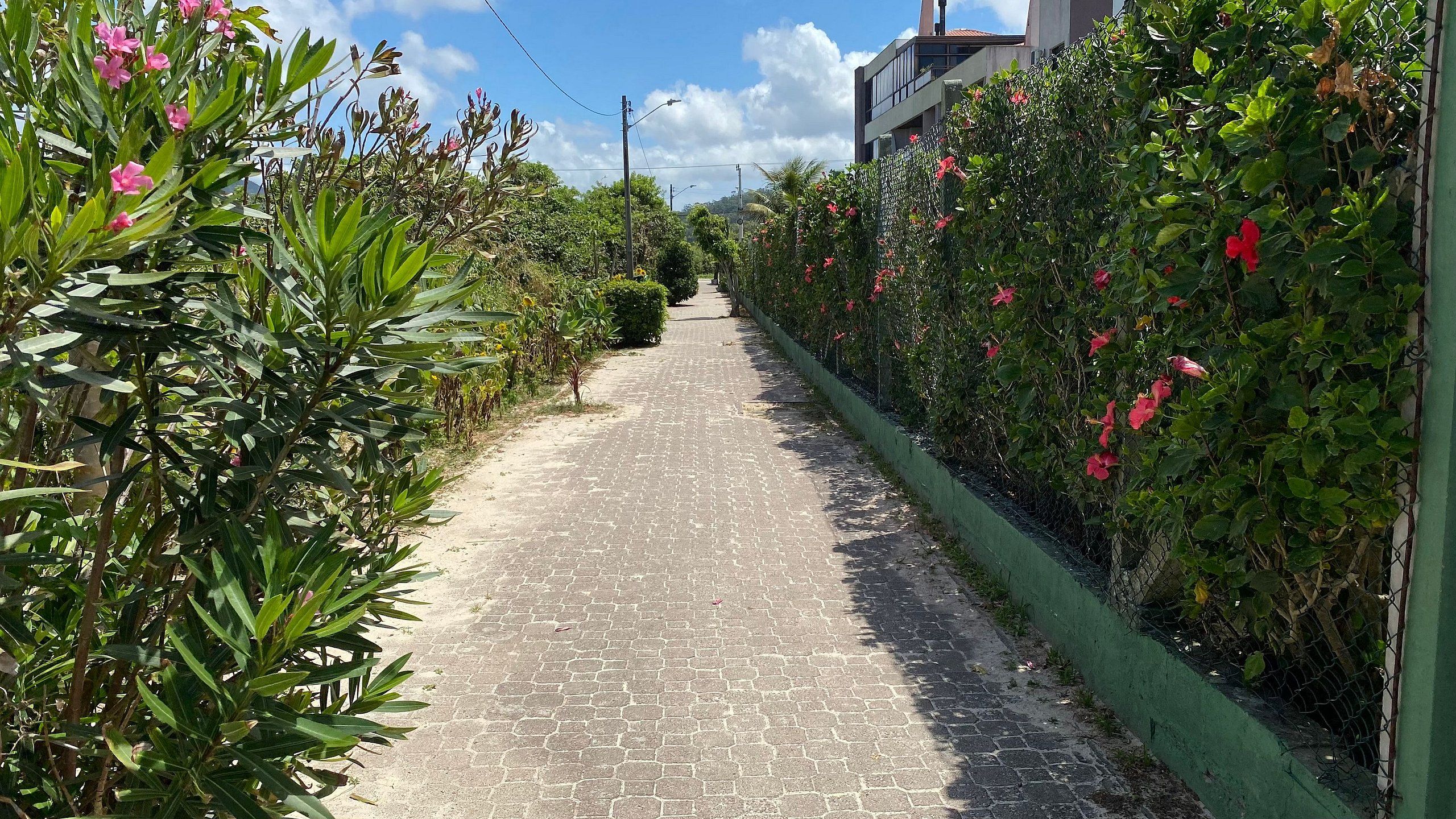 Un sendero pavimentado bordeado por exuberante vegetación y plantas florecientes.
