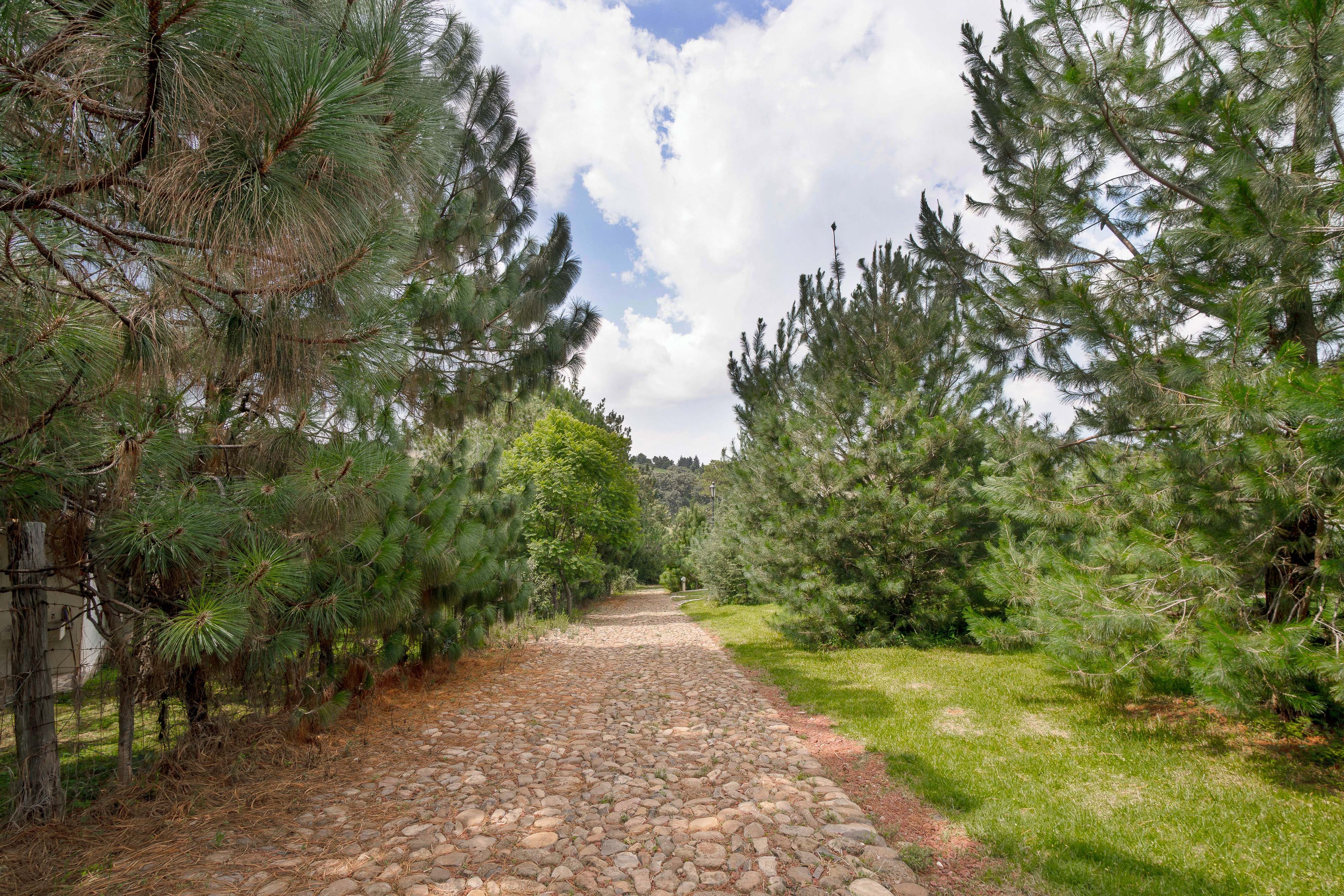 A stone pathway flanked by dense pine trees leading to a grassy area.