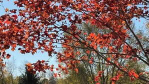 Une maison au bord d’un étang, avec des arbres aux feuilles rouges au premier plan.
