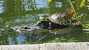 Krokotiili vedessä, ja sen ympärillä olevan kasvillisuuden heijastukset näkyvät vedenpinnassa.