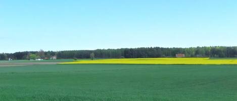 A vast green field with a clear sky and a distant building.