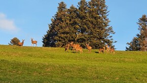 A grassy hill with deer and trees. - Room in the heart of the Vosges Mountains, near the Petit Ballon (Breitenbach-Haut-Rhin)