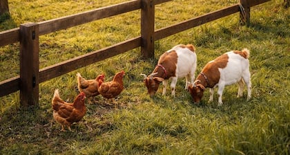 Luxury off-grid retreat with boutique cottage charm and friendly farm animals