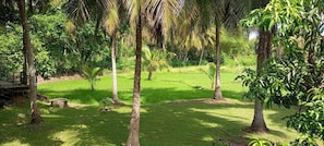 Un paisaje exuberante con palmeras y un área cubierta de césped.