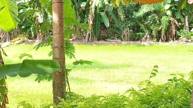 Un gros fruit pend d’un arbre, entouré d’un feuillage verdoyant et luxuriant.