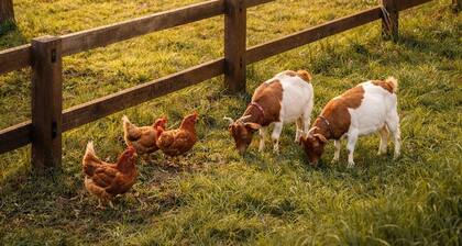 NEW Luxe Farm Stay with Animals, Firepit, Fresh Eggs & Beach near Terrigal