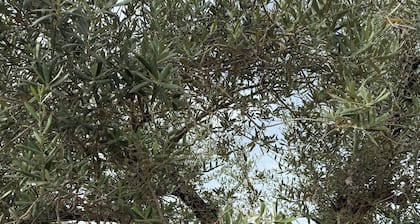 Rural lodging los pozos 40 minutes from sevilla