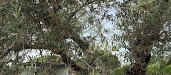 Rural lodging los pozos 40 minutes from sevilla