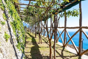 Ein Weinberg mit Holzwegen und Reben an einem Hügelhang.