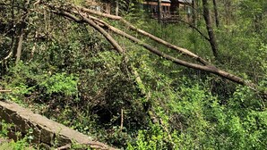 Una cabaña rústica rodeada de un bosque denso con un muro de piedra en primer plano.