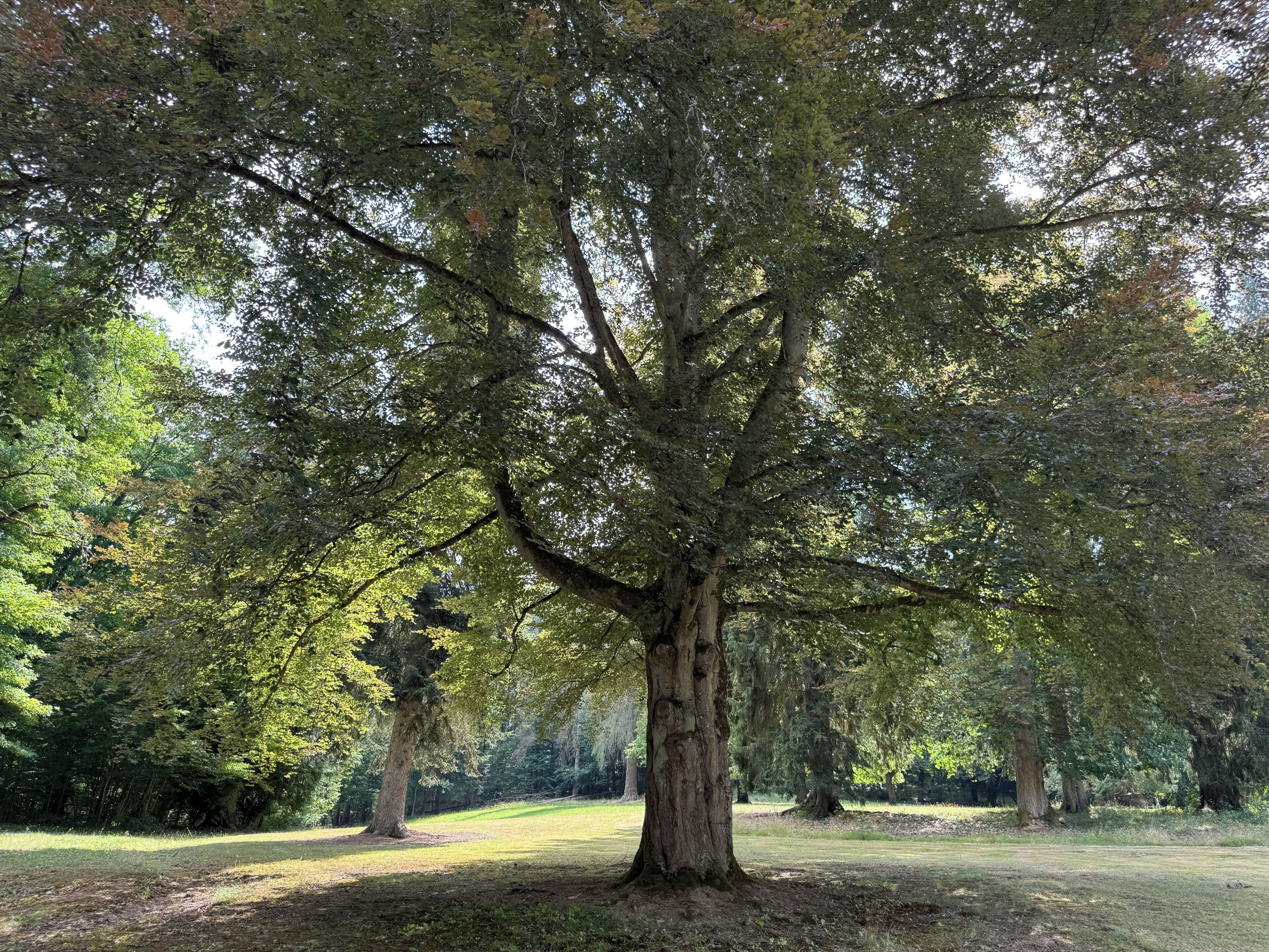 Een grote boom in een park, omringd door gazon.