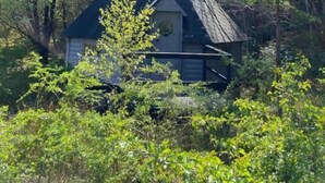 Une petite cabane entourée d’une forêt dense.