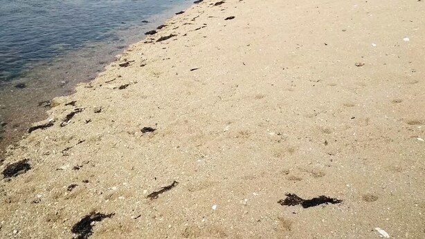 Una spiaggia sabbiosa con un'acqua calma e un cielo sereno.