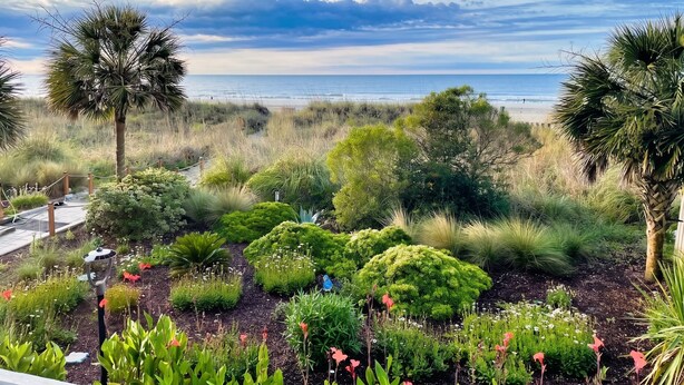 A landscaped garden with various plants and a view of the ocean.