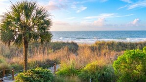 A coastal landscape with a palm tree, beach vegetation, and the ocean.