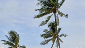 A beach with palm trees and the ocean. - Viona Beach Hotel - Marina Phu Quoc (Phu Quoc)