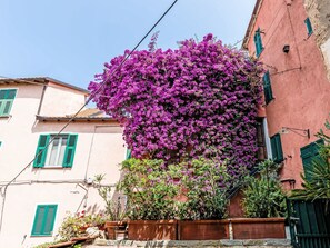 Ein Gebäude mit rosa Fassade, grünen Fensterläden und einem großen blühenden Baum.