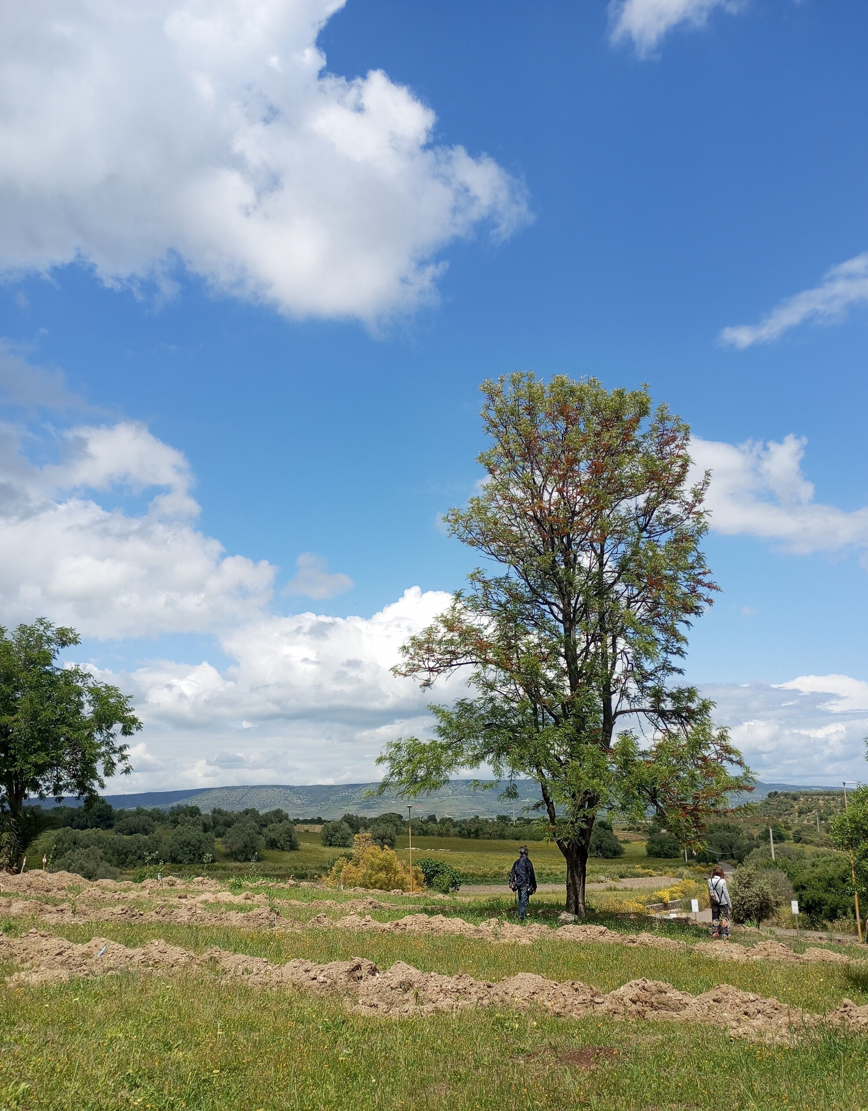 Eine Landschaft mit einem Baum, offenen Feldern und fernen Hügeln.