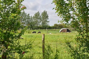 A fenced outdoor area with a barn and two animals grazing. - Host Stay Shepherds Delight (Harleston)