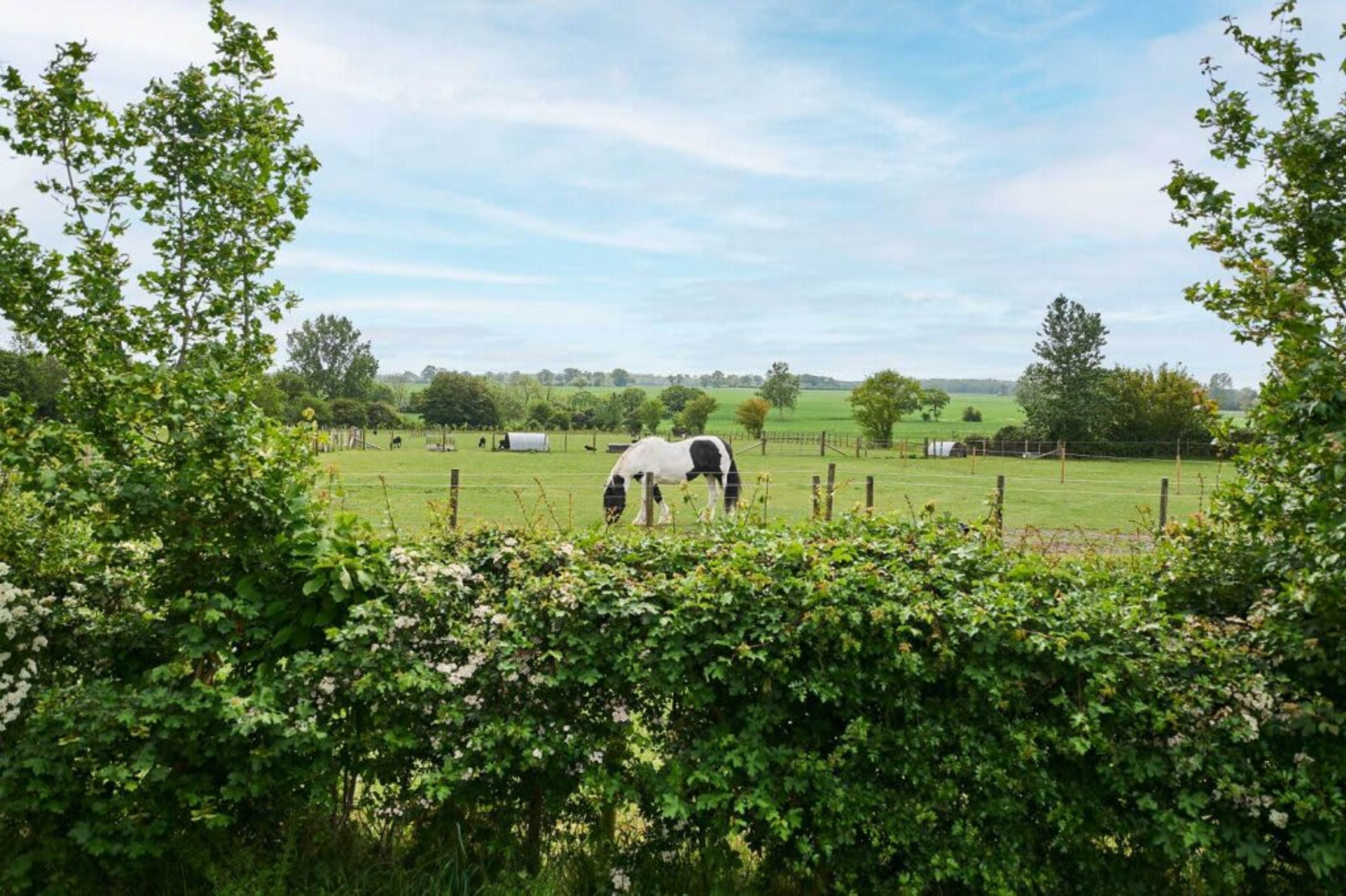 A horse grazing in a fenced field with trees and a clear sky.