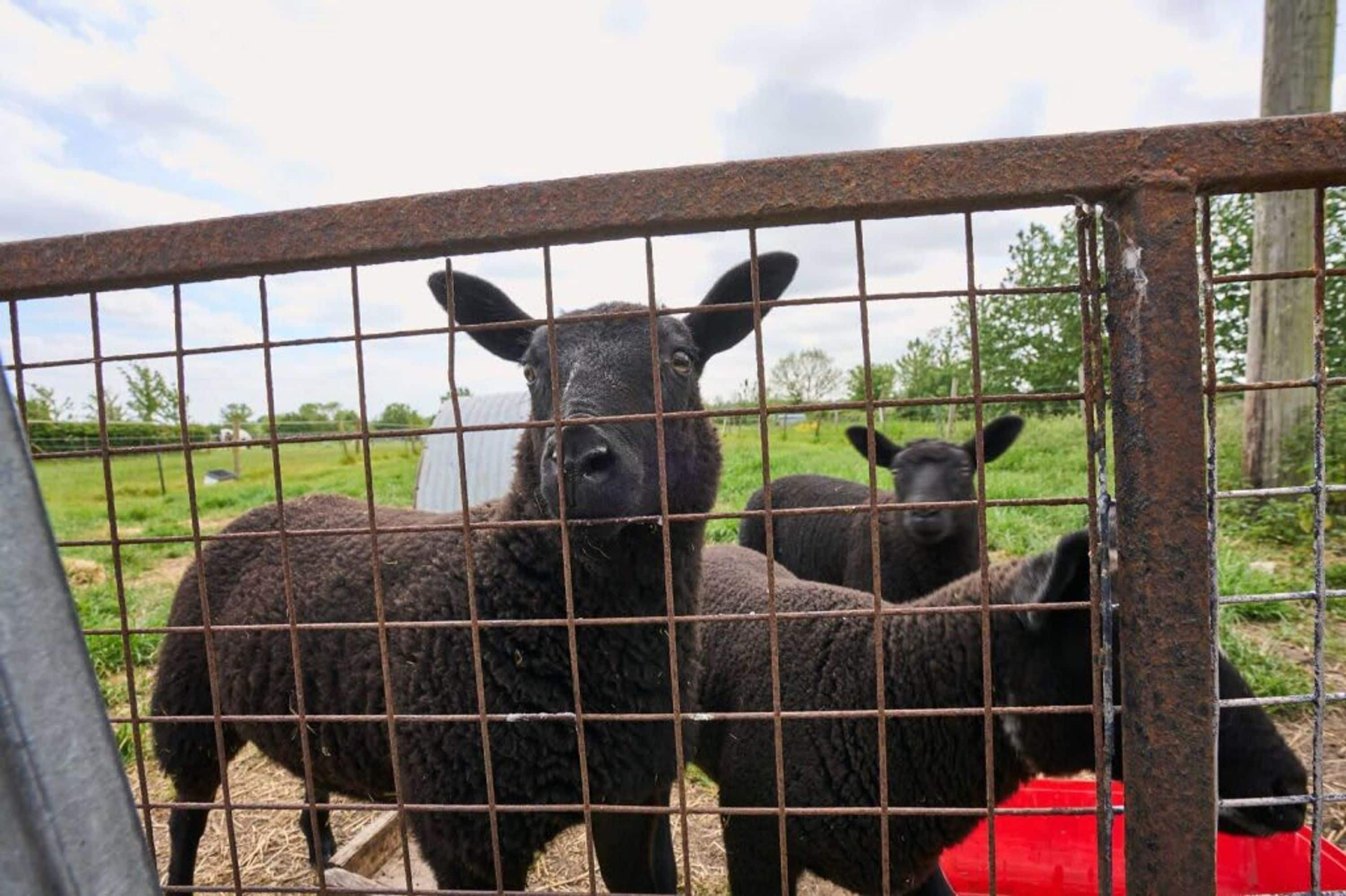 A fenced area with two black sheep, a red feeding trough, and a grassy field in the background.