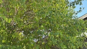 A house with a dark exterior, a window with a white frame, and a tree with green leaves in the foreground. - Fantastic 4-bedroom house in quaint Alturas for your getaway Centrally located!! (Alturas)
