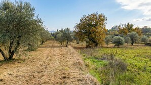 Un paysage rural avec des oliviers, un chemin de terre et une végétation verdoyante.