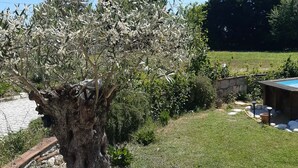 Ein Baum mit Kiesbeet und Steinmauer in einem angelegten Garten.