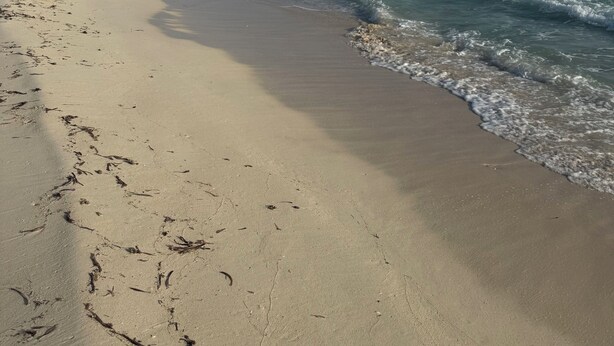 Een strand met heldere lucht, rustige golven en een zandstrand.