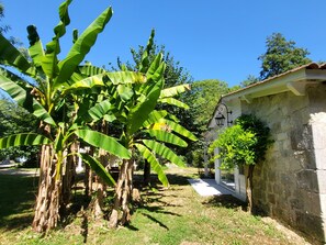 A stone building with a sloped roof, surrounded by banana trees and a clear blue sky. - Charming stone house with swimming pool. Pets welcome! (Madaillan)