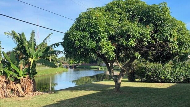 Un parc amb un estany, un arbre gran i una zona verda.
