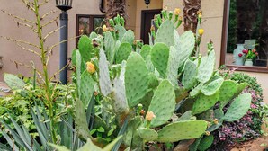 Un jardín de cactus con una palmera y un edificio con techo de tejas.
