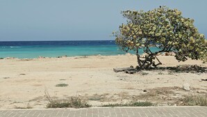 Una playa bordeada de árboles con una vista despejada del mar.