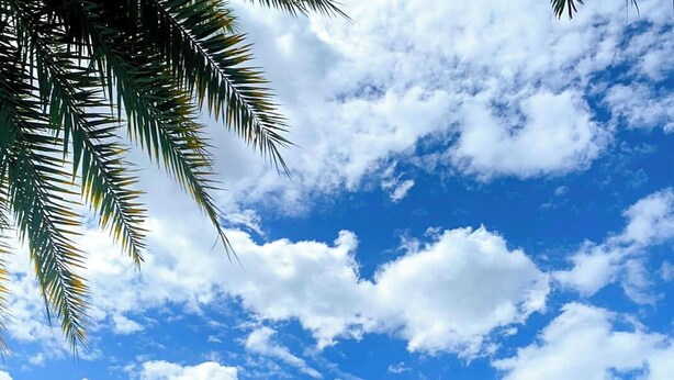 Una piscina con sillas de descanso, palmeras y un edificio al fondo.