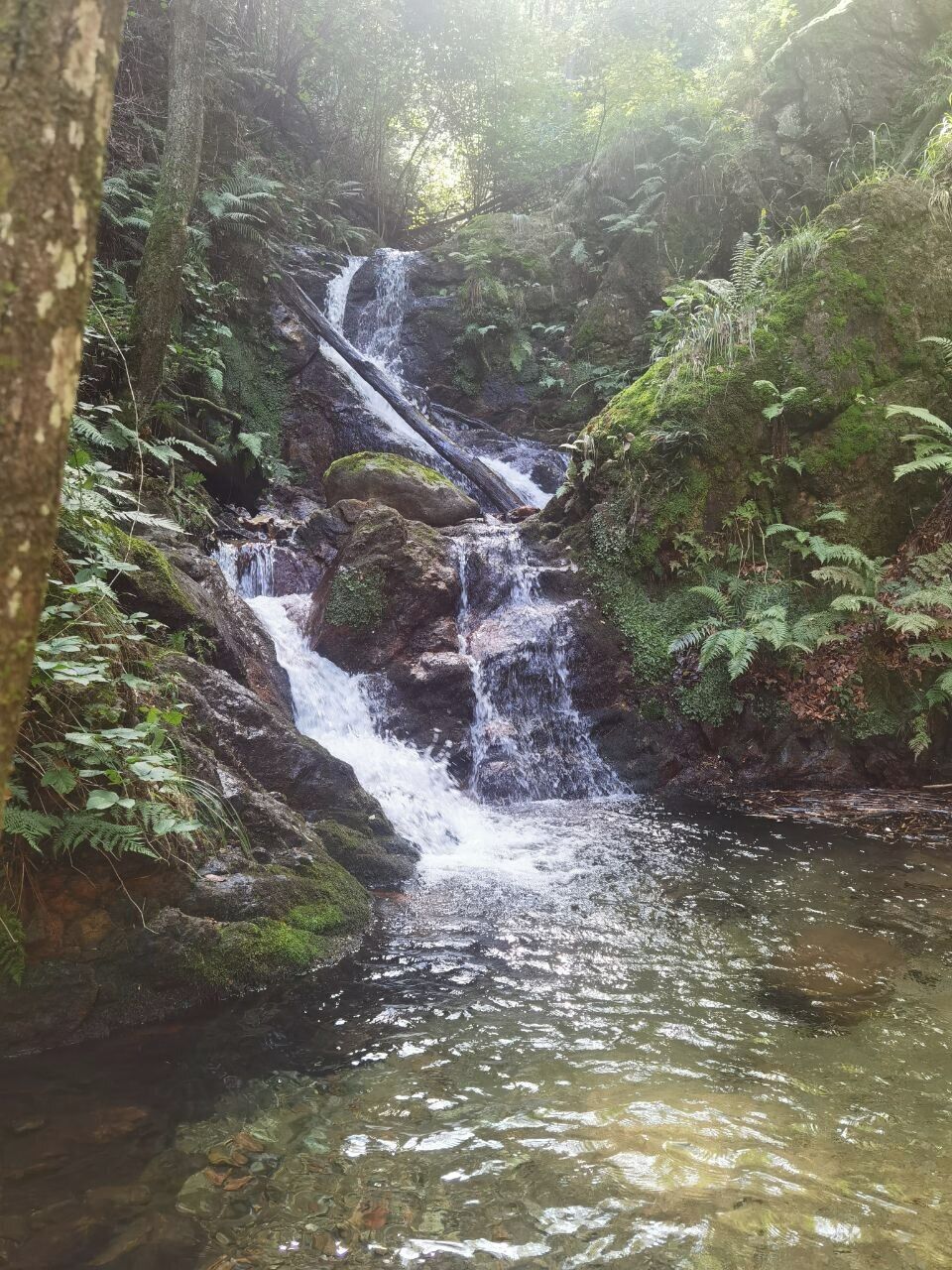A waterfall in a forested area with clear water and surrounding greenery.