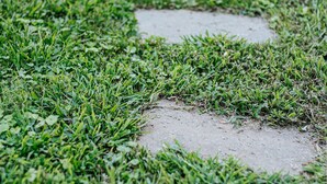 A garden pathway with stepping stones and green grass. - Cavalier Cocoon (Charlottesville)