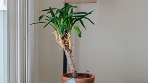 En krukväxt står på ett litet bord bredvid en soffa med en randig kudde.