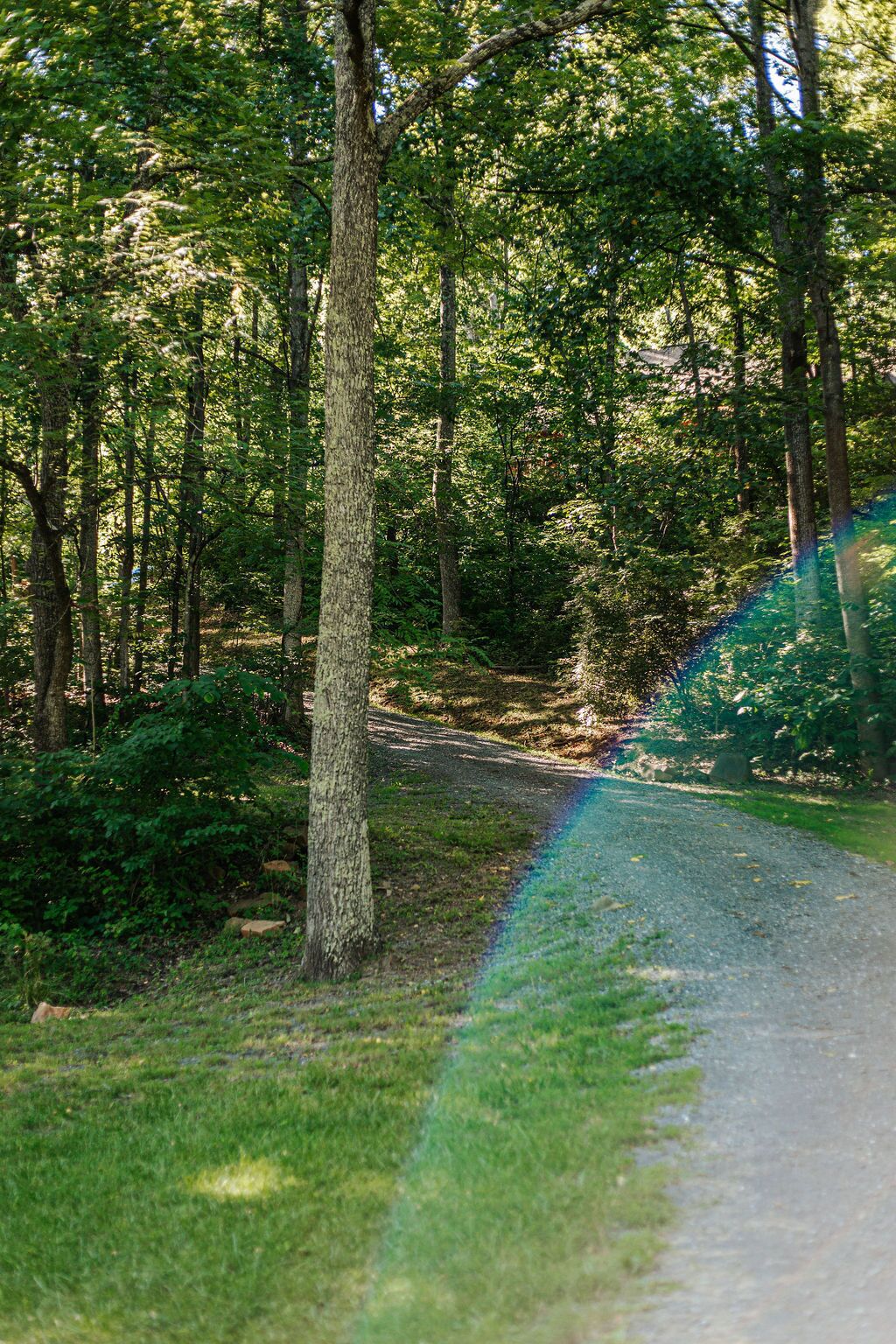 Une zone boisée avec un sentier de gravier.