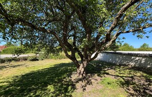 A tree with a thick trunk and dense foliage in a grassy area. - Beautiful home in Haderslev with WiFi (Haderslev)