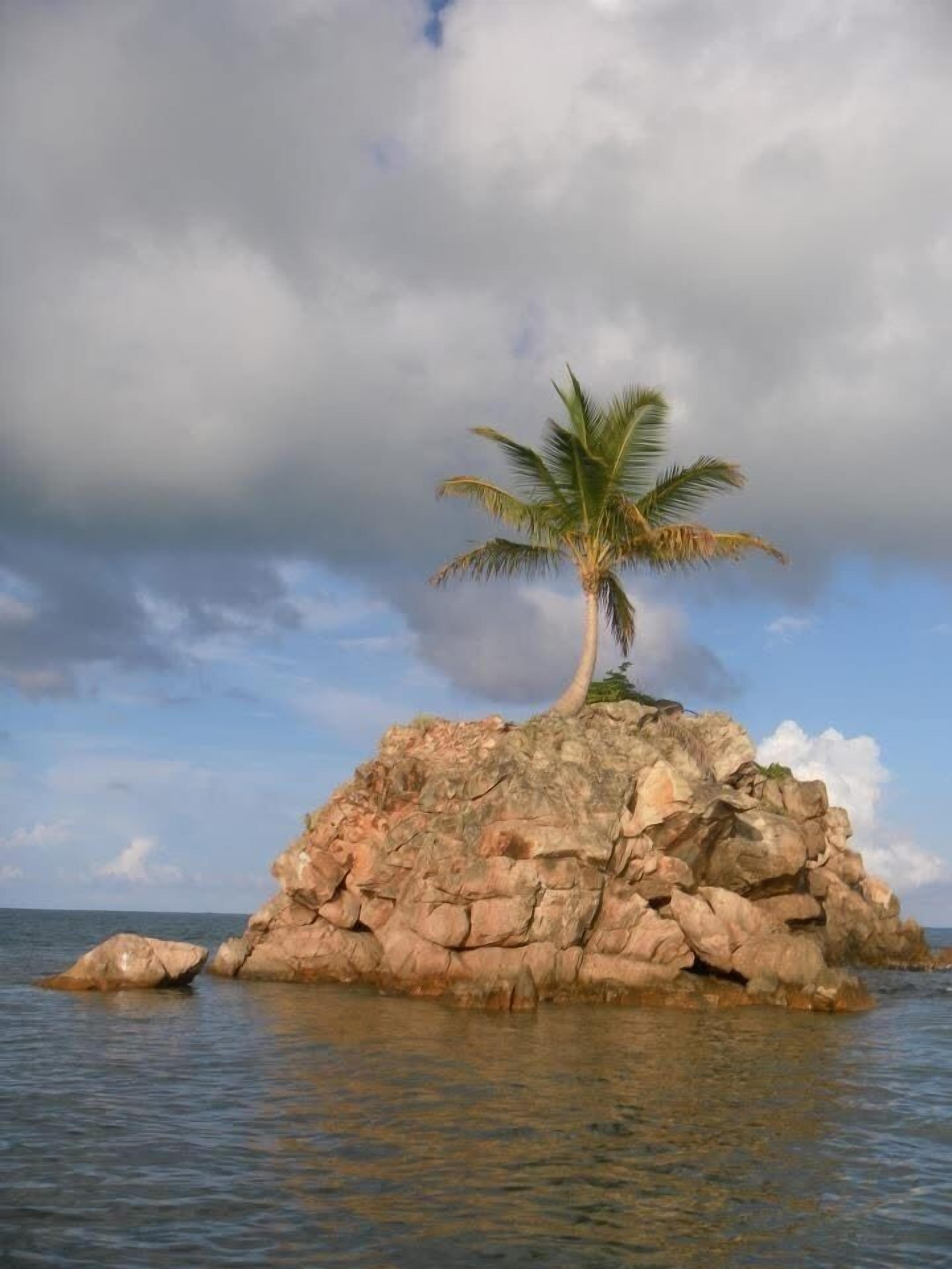 Una pequeña isla rocosa con una sola palmera rodeada de agua.