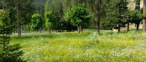 A meadow with trees and a building in the background.