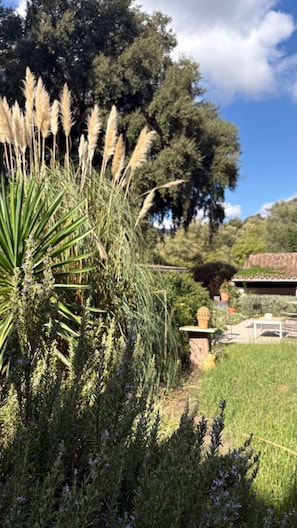 A garden with various plants, a tree, and a building in the background.