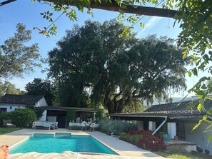 A swimming pool with a tiled deck, surrounded by greenery and a large tree.