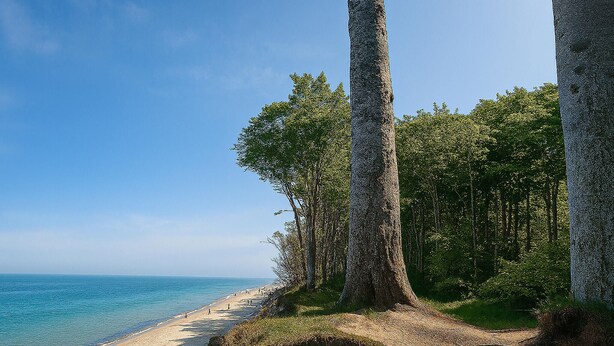 Una platja amb arbres i una vista clara de l'oceà.