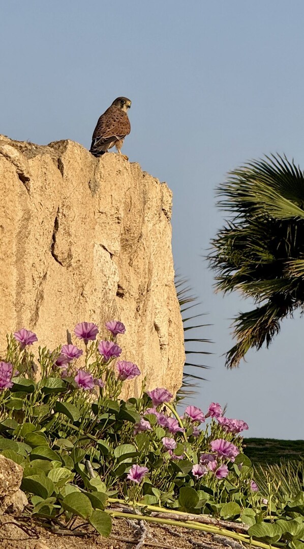 A bird perched on a rock with purple flowers in the foreground.
